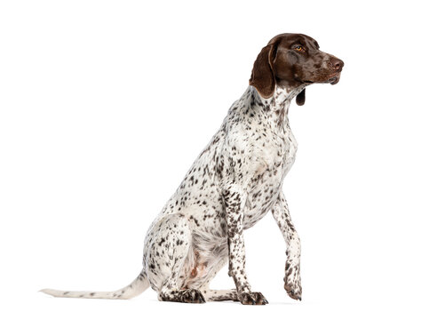 German shorthaired pointer dog sitting isolated on white