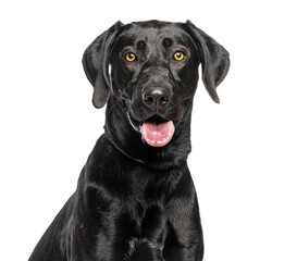 Black labrador retriever dog panting smiling portrait