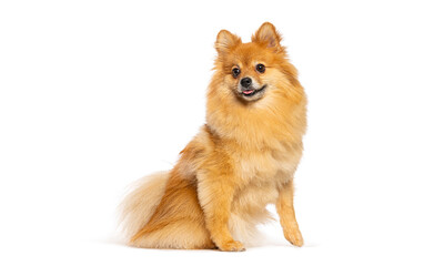 Obraz premium Pomeranian dog sitting smiling on white background
