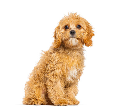 Cavapoo puppy sitting portrait looking at camera