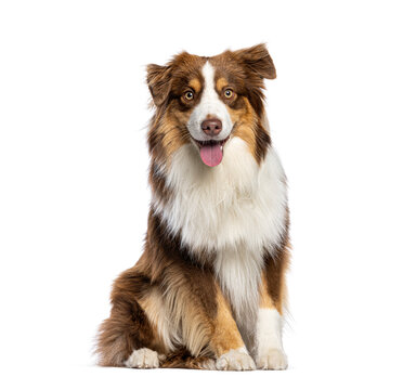 Australian shepherd dog sitting smiling white background