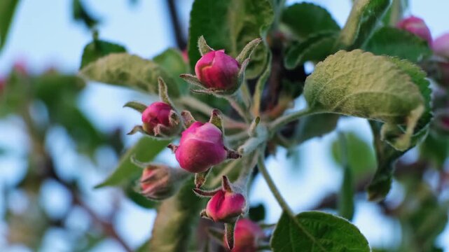 Pink blooming apple tree flowers swaying in the wind on a blurred background, close-up side view. Blossoming orchard. Pollination problem. Fruit garden treatment concept. Beauty in nature. 4k footage.