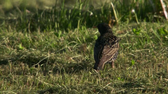 starling with cockchafer prey on mown meadow