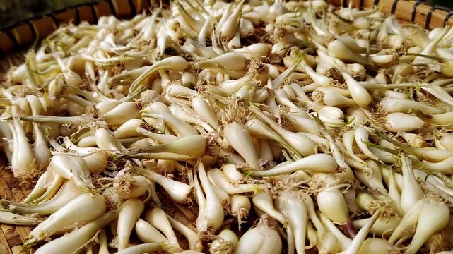 Close-up of Vietnamese small leeks or pickled scallion bulbs being sun-dried on a traditional bamboo tray for the Lunar New Year festival
