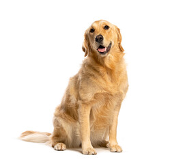 Fototapeta premium Golden retriever dog sitting and looking at camera