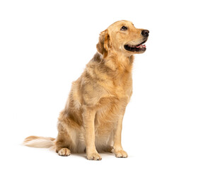 Fototapeta premium Golden retriever dog sitting looking up panting