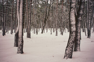 park,drzewa,zima  © Marcin Łazarczyk