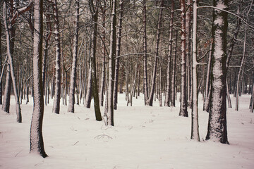 park,drzewa,zima  © Marcin Łazarczyk