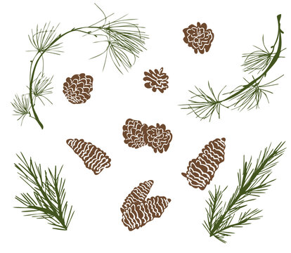 Pine tree branches set with pine cones. Simple Illustration isolated on white. Types of evergreen fir trees. Pine sprig hand drawn vector collection for winter decor, print, stickers, logo, label