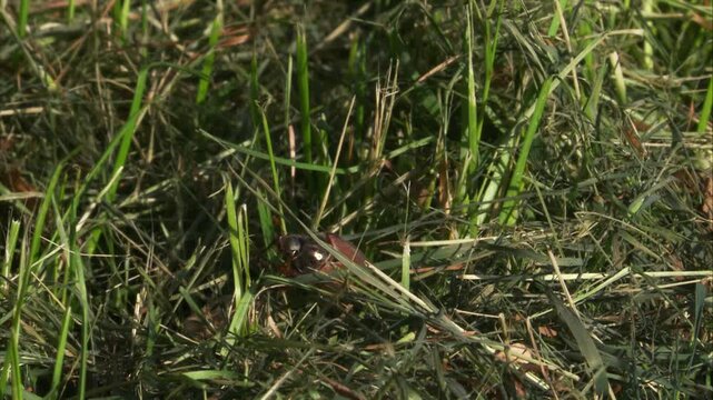 cockchafer crawling in mown grass