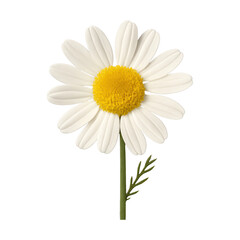 Naklejka premium PNG Realistic daisy flower element