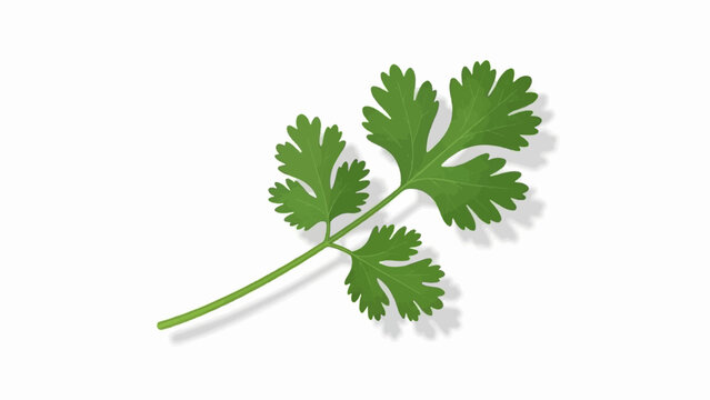 A single sprig of green cilantro with lobed leaves and a shadow