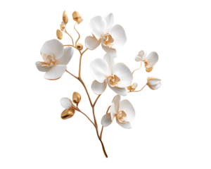 White orchid flowers with gold accents on stems and buds isolated on a transparent background white orchids