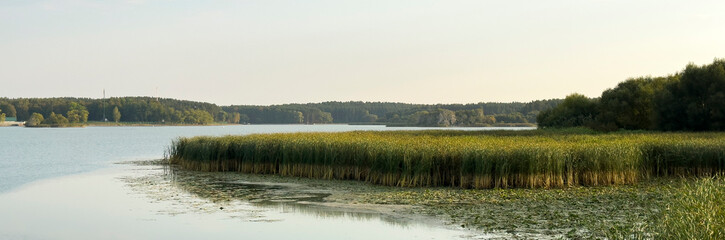 Calm lakeside landscape with tall reeds growing along the shoreline and forest in the distance
