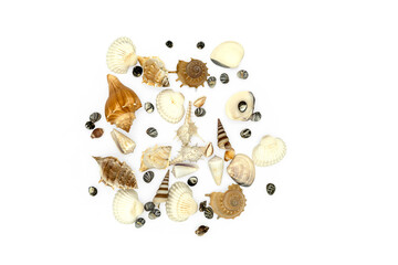 Various Seashells Collection on Transparent Background: Sea Creatures and Natural Beauty in...