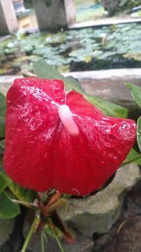 Close-Up Red Anthurium Flower with Water Drops | Tropical Garden Nature Video
