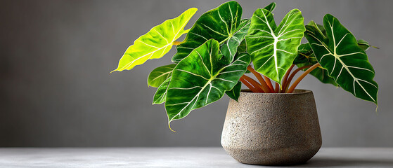 Elegant Alocasia Plant in a Decorative Pot on a Table.