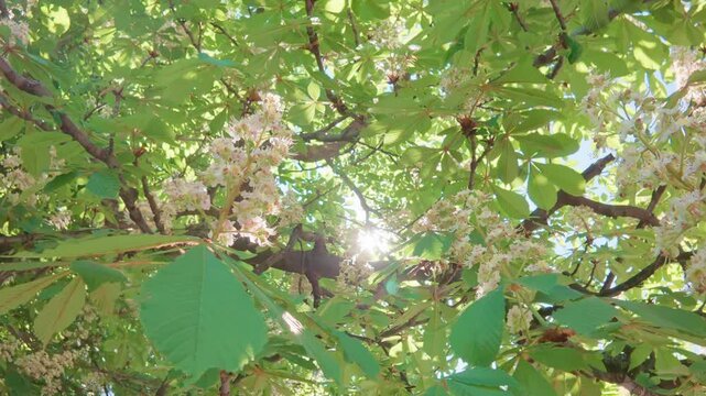 Moving back between the branches of a flowering Horse Chestnut, Aesculus hippocastanum, the sunlight breaks through the leaves and flowers, back light