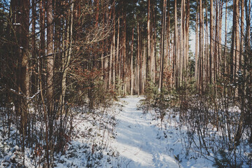 ścieżka,las,zima  © Marcin Łazarczyk