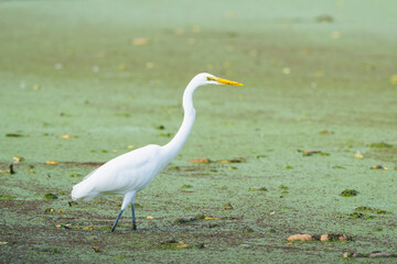 刈り取り後の蓮田を歩くダイサギ