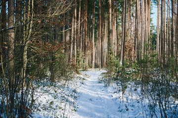 droga,las,zima  © Marcin Łazarczyk