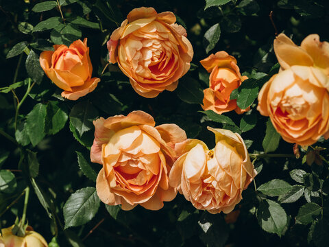 orange roses background - Powered by Adobe
