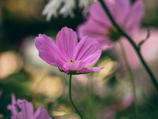 pink cosmos flowers