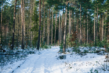 droga,las,zima  © Marcin Łazarczyk