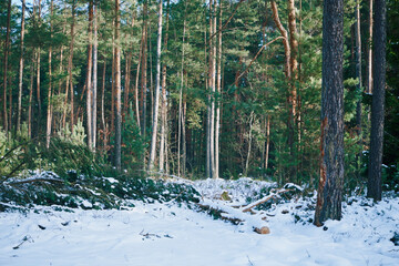 las,zima  © Marcin Łazarczyk
