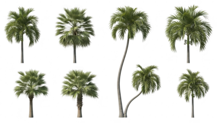 Collection of isolated green palm trees with various shapes and heights isolated on transparent background