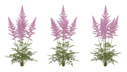 A trio of vibrant pink astilbe plants with feathery plumes and lush green foliage isolated on transparent background