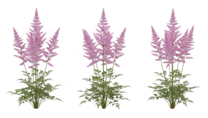 A trio of vibrant pink astilbe plants with feathery plumes and lush green foliage isolated on transparent background