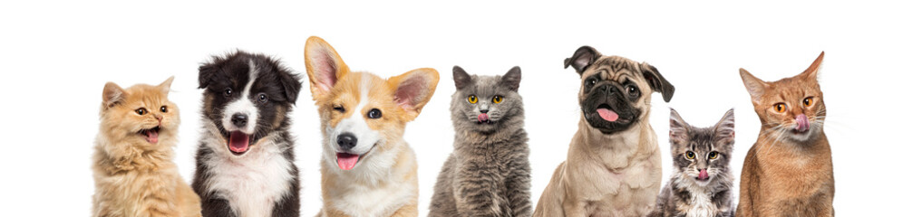 Group of happy pets looking at camera