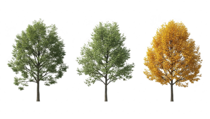 A trio of vibrant deciduous trees showcasing spring, summer, and autumn foliage isolated on transparent background