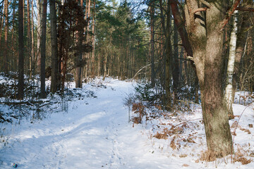 droga,las,zima  © Marcin Łazarczyk