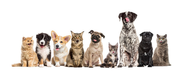 Group of various very expressive dogs and cats sitting together
