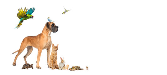 Group of diverse pets standing together on white background