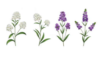 Beautiful illustration of white and purple spring flowers with green leaves isolated on transparent background