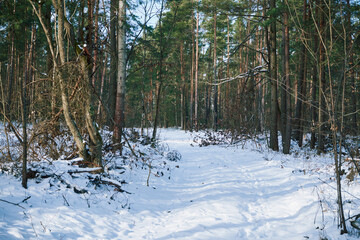 las,zima  © Marcin Łazarczyk