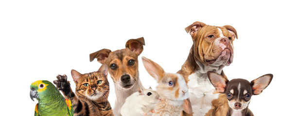 Group of various domestic pets looking at camera