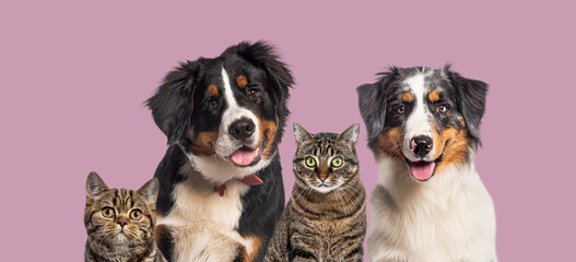 Dogs and cats together looking at camera on pink background