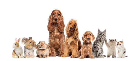 Group of pets dogs cats rabbits sitting together