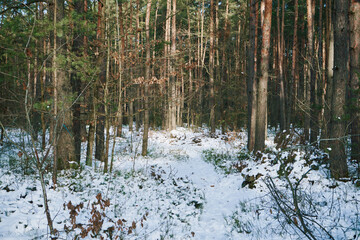 las,zima  © Marcin Łazarczyk