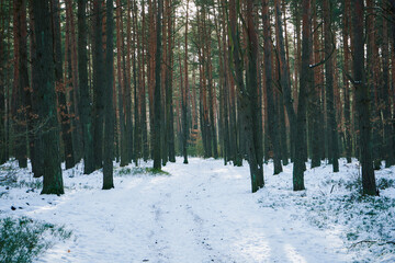 las,zima  © Marcin Łazarczyk