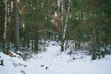 las,zima  © Marcin Łazarczyk