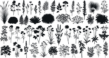 Botanical plant silhouettes collection featuring wildflowers, herbs, leaves and bushes, detailed nature foliage elements set isolated on white background illustration © Shafali