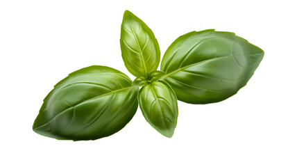 Fototapeta premium Fresh green basil leaves isolated on transparent background