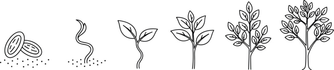 Obraz premium Plant growth stages from seed to tree in black and white educational diagram – flavector