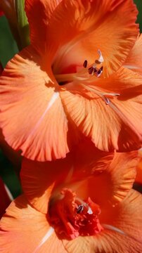 Close-up of Vibrant Orange Gladiolus Flowers with Green Stem and Soft Lighting