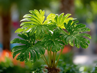 Vibrant Green Philodendron Plant with Lush, Textured Leaves.